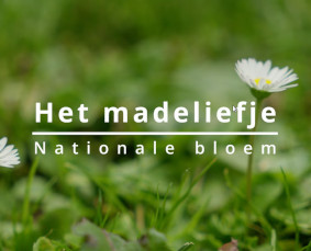 Film Madeliefje