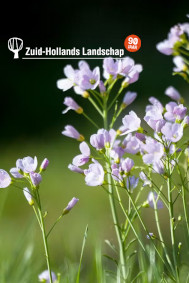 zuid-hollands-landschap